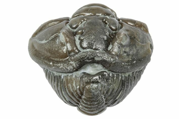Wide Enrolled Flexicalymene Trilobite - Mt Orab, Ohio #358119